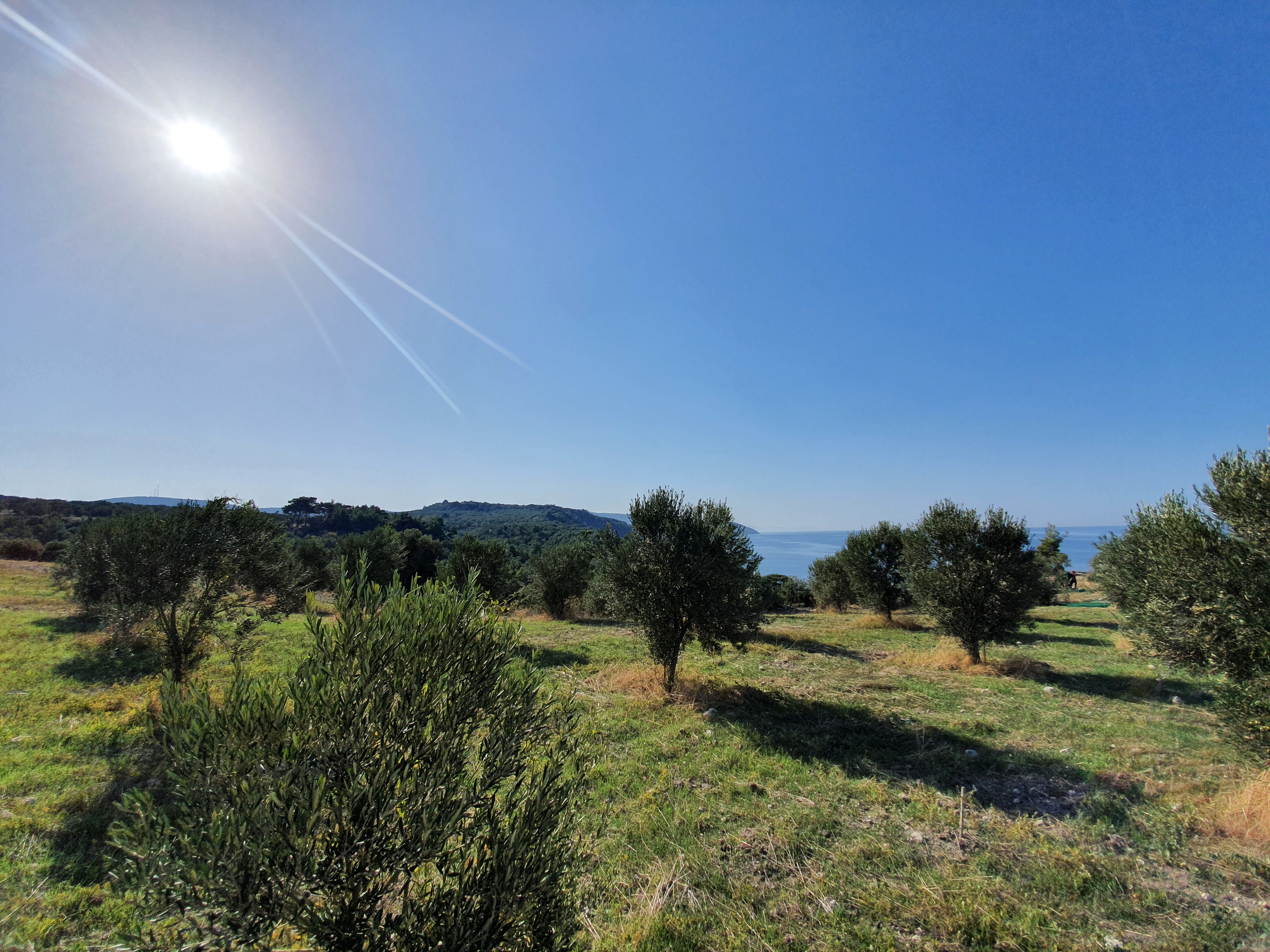 Ds olive farming logo